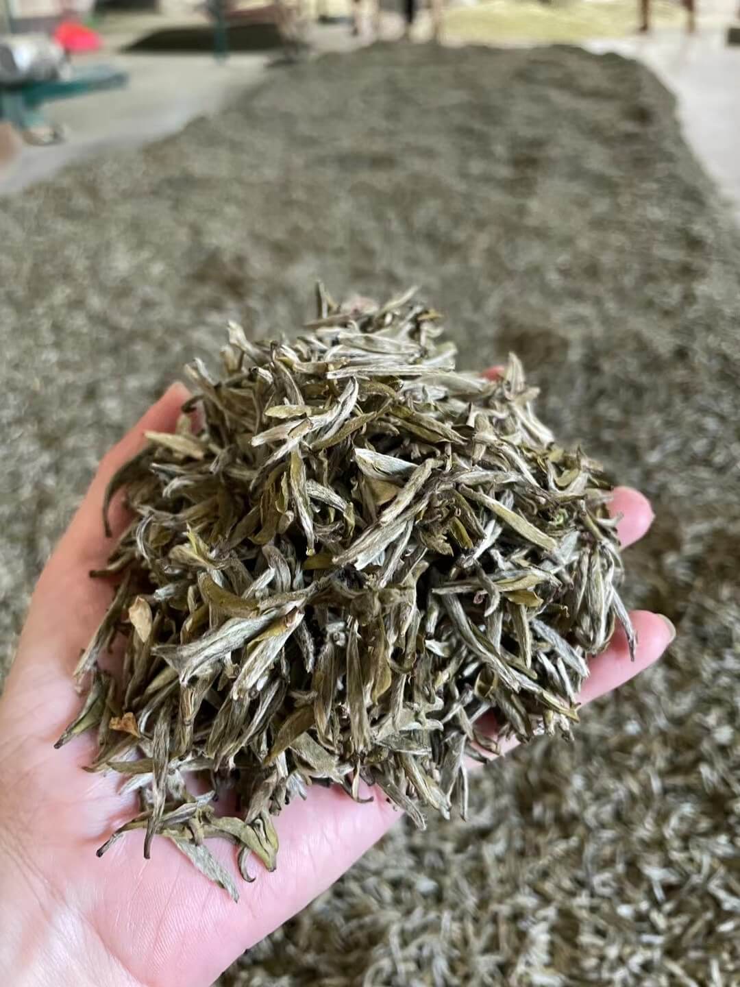 Moyucha Premium Tea Collection